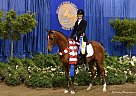 Pretty bay Arabian Geldng By Tru... Tru Versace