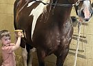 Quarter Horse - Horse for Sale in Franklin, TN 37067