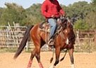Azure Rey - Gelding in Georgetown, TX Azure Rey - Gelding in Georgetown, TX