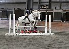 Welsh Pony - Horse for Sale in Quinton, VA 23141