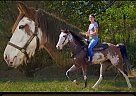 Tennessee Walking - Horse for Sale in Olive Hill, KY 41164