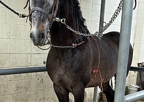 Andalusian / PRE