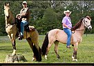 Tennessee Walking - Horse for Sale in Shannon, MS 38868