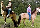 Tennessee Walking - Horse for Sale in Shannon, MS 38868