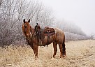 Quarter Horse - Horse for Sale in valley springs, SD 57068 Quarter Horse - Horse for Sale in valley springs, SD 57068