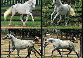 Fancy Upper Level/Broodmare Prospect. Premium GOV Filly By Mannhattan o/o MMB GO Mordacious d'VII