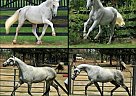 Oldenburg - Horse for Sale in Waynesville, MO 65583