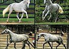 Oldenburg - Horse for Sale in Waynesville, MO 65583 Oldenburg - Horse for Sale in Waynesville, MO 65583
