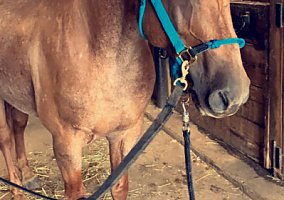 Quarter Horse (Quarter Horse, Gelding) in Harwinton, CT
