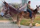 Mule - Horse for Sale in Bowling Green, KY 42101