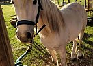 Alexis hill - Mare in Bell, FL Alexis hill - Mare in Bell, FL