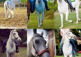 Horse Arabian Mare