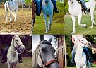 Horse Arabian Mare