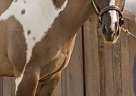Paint - Horse for Sale in Mississauga, ON L5L 1Z4
