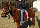 - Mare in Bethune, SC - Mare in Bethune, SC
