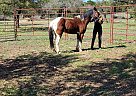 Paint - Horse for Sale in Briggs, TX 75154