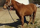 - Mare in Bethune, SC - Mare in Bethune, SC