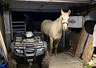Lucky - Gelding in Shelbyville, IN Lucky - Gelding in Shelbyville, IN