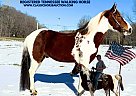 Tennessee Walking - Horse for Sale in Moscow, OH 45153 Tennessee Walking - Horse for Sale in Moscow, OH 45153