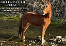 Tennessee Walking - Horse for Sale in , KY 42818