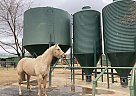 Quarter Horse - Horse for Sale in Prescott, AZ 86305