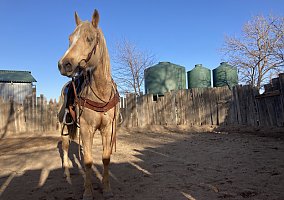 Sane (Quarter Horse, Mare) in Prescott, AZ