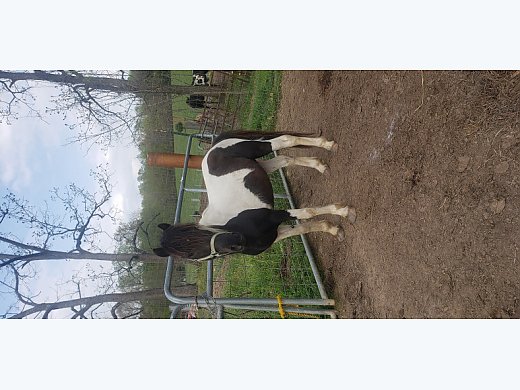Stud Pony