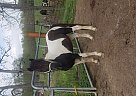 Paint Pony - Horse for Sale in Bloomfield, IN 47424 Paint Pony - Horse for Sale in Bloomfield, IN 47424