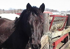 Wonderful and Loving, Just Needs Time Morgan Stallion