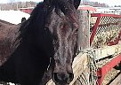 Morgan - Horse for Sale in Amesbury, MA 01913 Morgan - Horse for Sale in Amesbury, MA 01913
