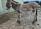 Donkey - Horse for Sale in Xenia, OH 45385 Donkey - Horse for Sale in Xenia, OH 45385