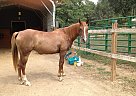 13-14 Year Old, Chestnut Arabian... Arabian Mare