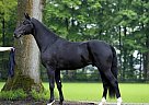 16.3hh Black Dutch Warmblood (KW... Dutch Warmblood Gelding