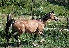 Star: Beautiful Buckskin Mare Quarter Horse Mare