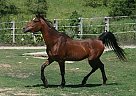 Arabian - Horse for Sale in Strum, WI 