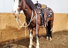 Arrow - Gelding in Bemidji, MN Arrow - Gelding in Bemidji, MN