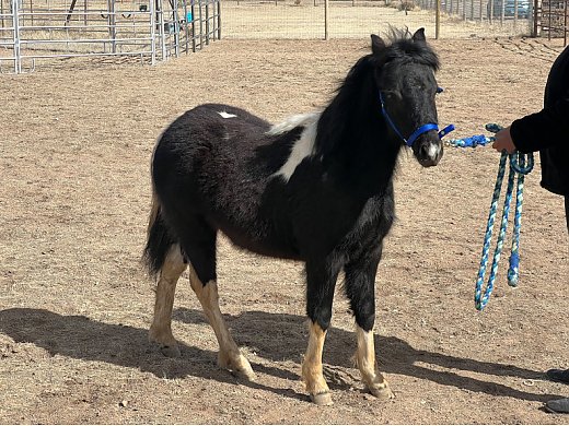 Aspa/AMHR 11 Mo Shetland Colt