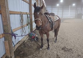 Quarter Horse (Quarter Horse, Mare) in Poland, IN