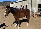 Quarter Horse - Horse for Sale in Silver City, NM 88061