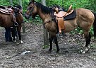 PACO - Gelding in Delphi, IN PACO - Gelding in Delphi, IN