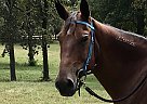 Remington - Mare in Tallassee, AL Remington - Mare in Tallassee, AL
