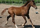Half Arabian - Horse for Sale in Strum, WI 