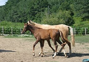 Arabian (Arabian, Stallion) in Strum, WI