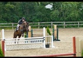 Thoroughbred (Thoroughbred, Mare) in Blue Bell, PA