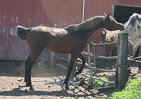 Arabian (Arabian, Stallion) in Strum, WI