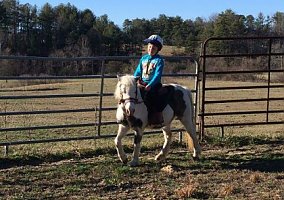 Beautiful Registered American Shetland Pony Mare Shetland Pony
