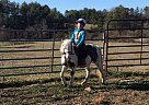 Shetland Pony - Horse for Sale in Hendersonville, NC 28792