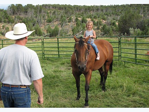 Beginners Quarter Horse bay Mare