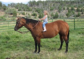 Quarter Horse