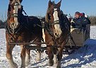 Belgian Draft - Horse for Sale in Saltcoats, SK S0A 3R0
